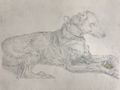 Silverpoint Dog